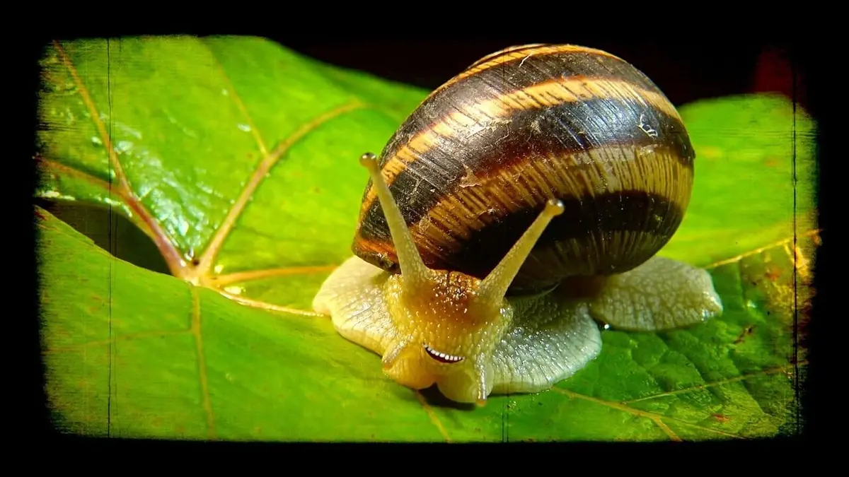 Drôle de nature Escargots disco