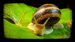 Drôle de nature Escargots disco