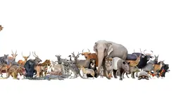 Drôle de nature Escargots disco