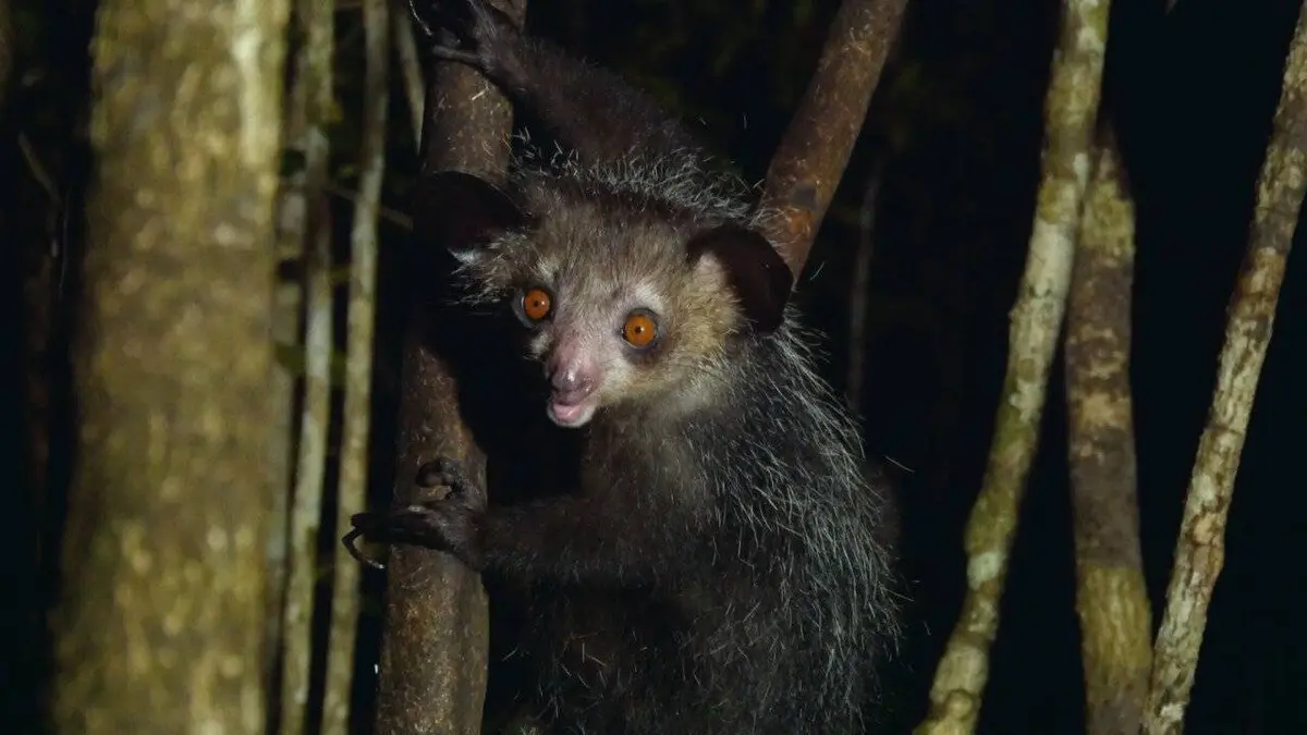 Épisodes de Drôle de nature