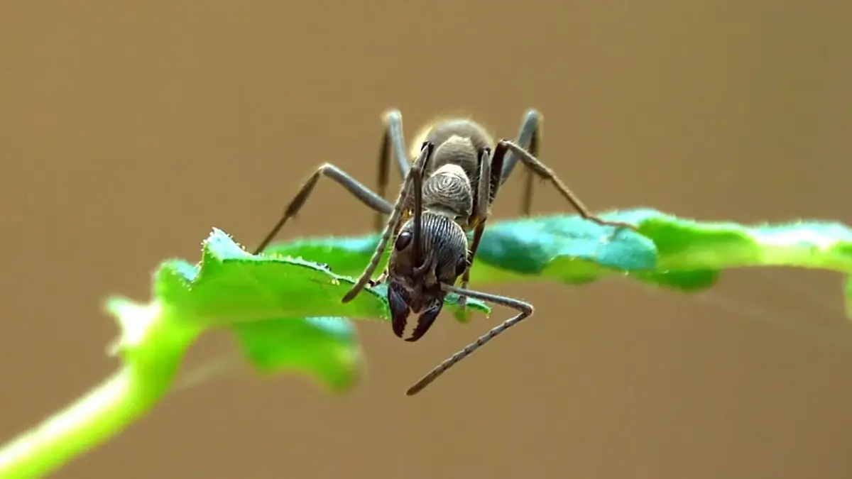 Drôle de nature Fourmies Zombies