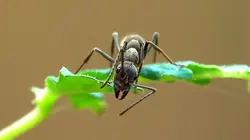 Drôle de nature Fourmies Zombies