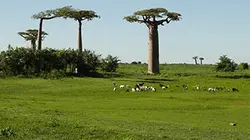 Echappées belles Madagascar