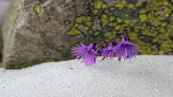 En attendant la neige