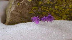 En attendant la neige