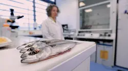Enquête de santé Le poisson : à consommer sans modération ?