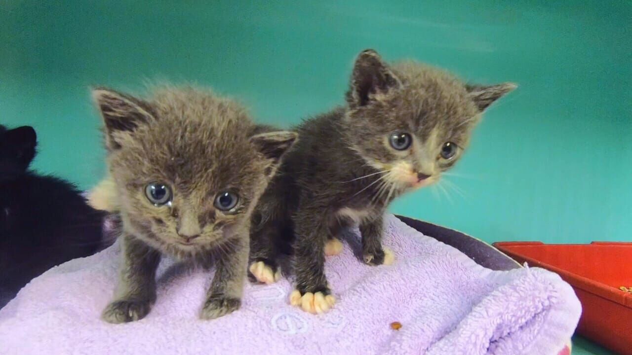 Casting Animaux à adopter : nouvelle famille pour une nouvelle vie