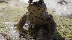 Estonie, au secours des grenouilles