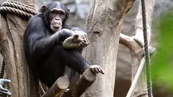 Et le singe inventa la culture