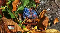 Faites entrer l'accusé Roland Bondonny et Alain Bodchon : le mystère des boulettes bleues