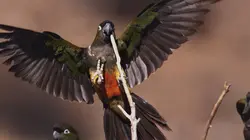 Faune d'Amérique Latine L'Amazonie