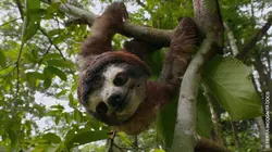 Faune d'Amérique Latine L'Amazonie