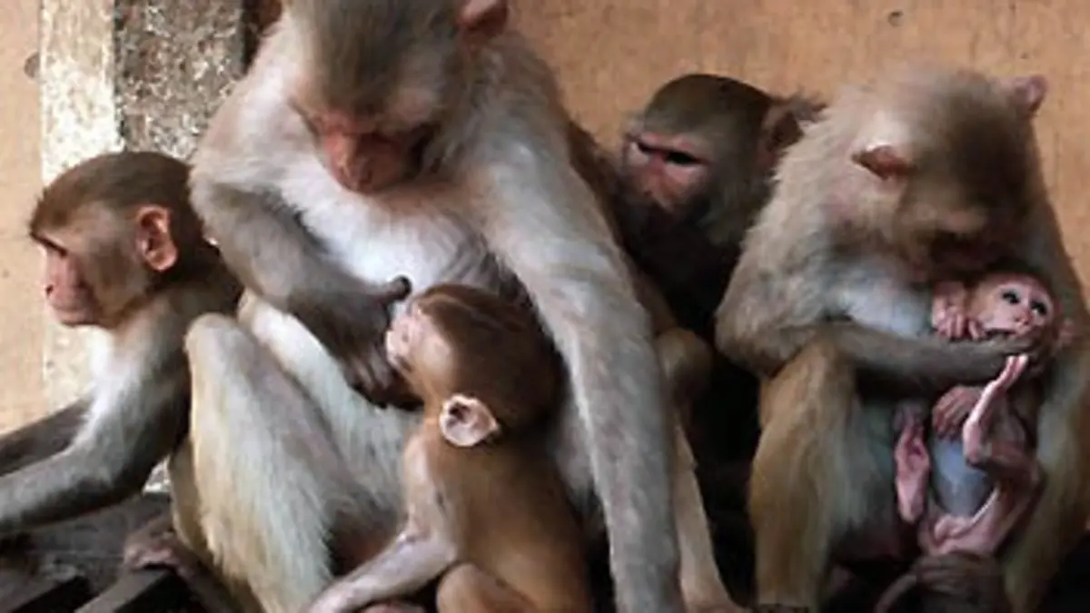 Gang de macaques S03E13 L'hyper-dominant
