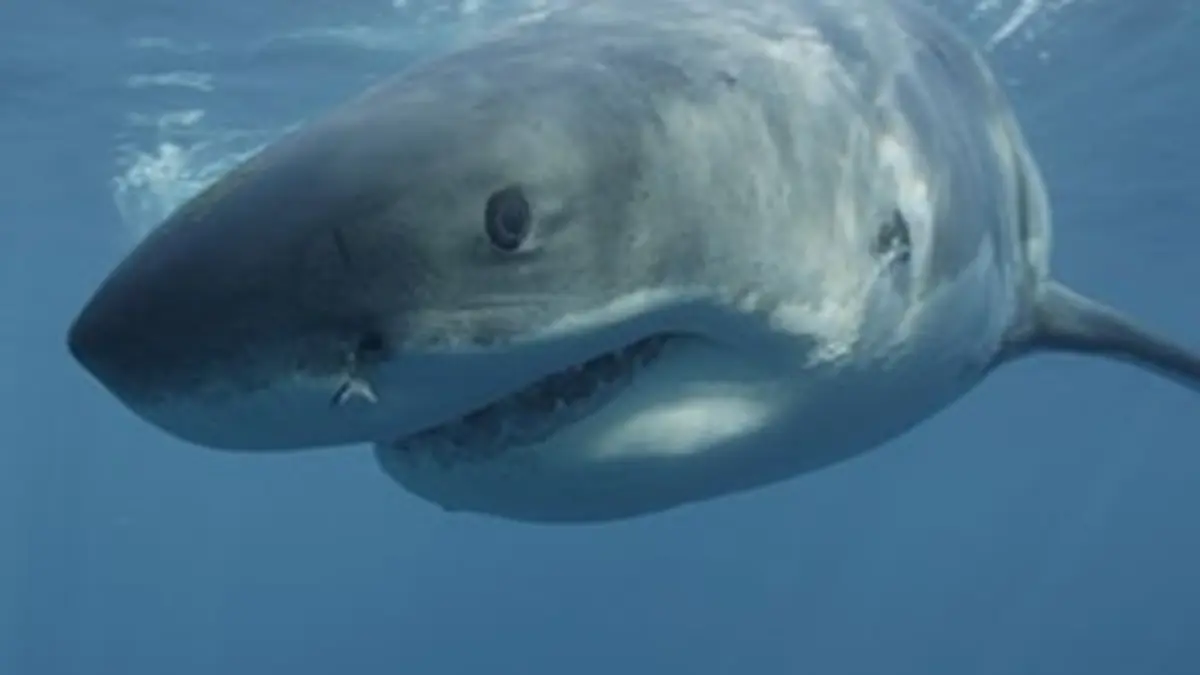 Grand requin blanc : les origines