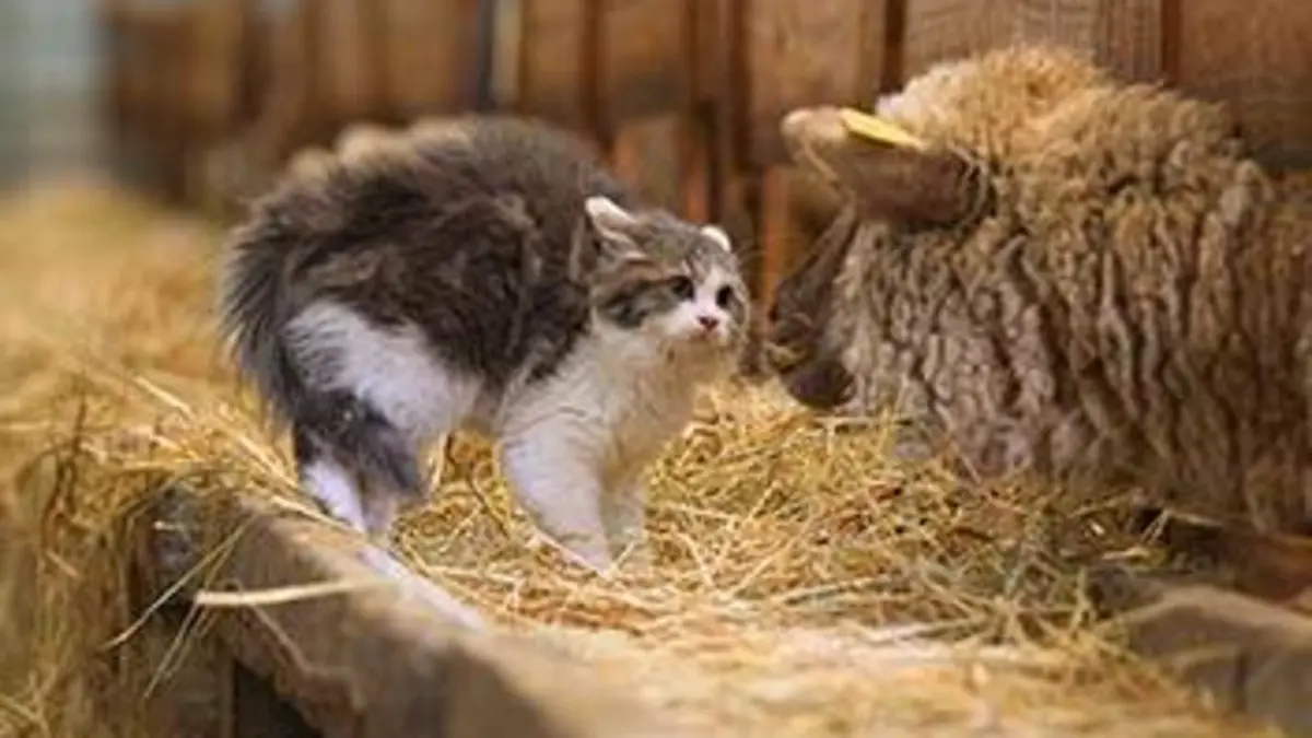 Trois petits chats Trois petits chats