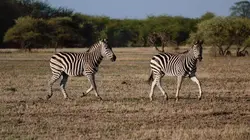 Grands voyageurs de la nature S01E03 Les zèbres