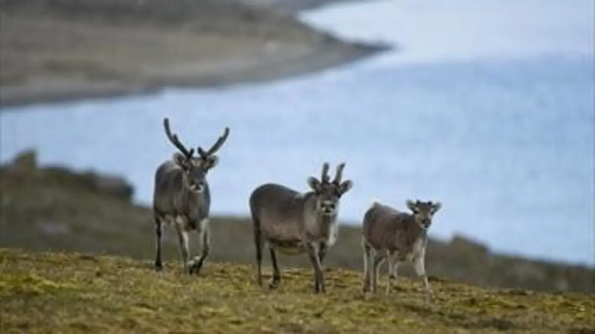 Casting Gros plan sur la nature