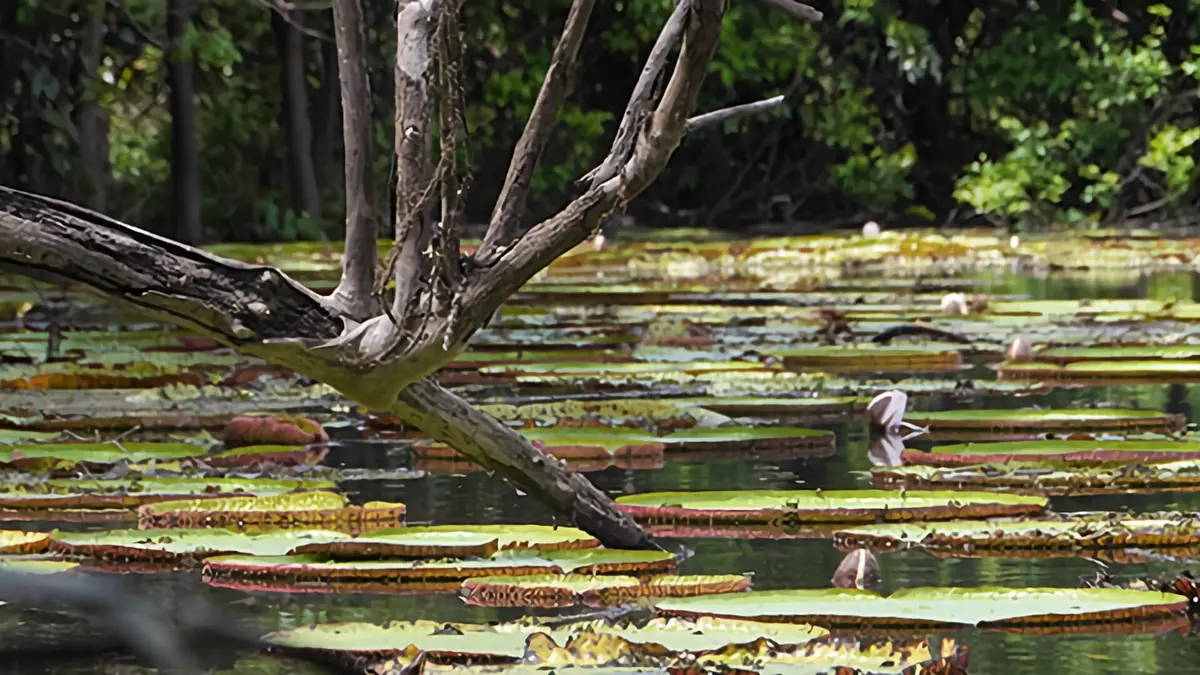 Casting Guyana La savane des anacondas