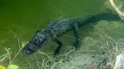 Habitations en péril Aide aux alligators