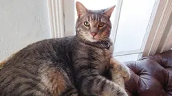 Hell's Cats Cauchemar à plusieurs millions