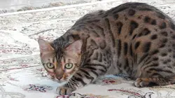 Hell's Cats Chloé la brute