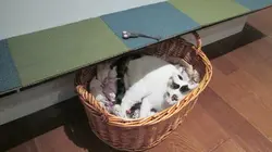 Hell's Cats La faute à Darkness