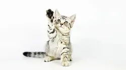 Hell's Cats Bagarre de chats à Brooklyn