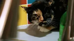 Hell's Cats Une griffure du passé