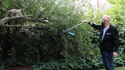 Hell's Cats Chaton Jekyll et M. Hyde