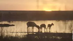 Héroïnes de nature