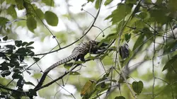 Héroïnes de nature