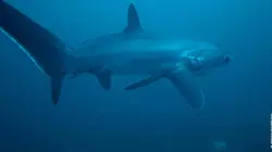 Héroïnes de nature