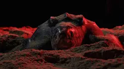 Héroïnes de nature