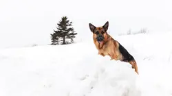 Hudson et Rex S02E19 Harcèlement