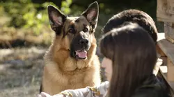 Hudson et Rex S04E01 Sid et Nancy