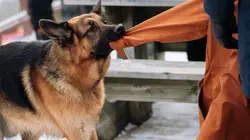 Hudson et Rex S02E19 Harcèlement