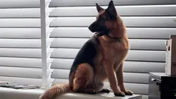 Hudson et Rex S01E09 Un meurtre bien huilé