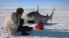 2016 • Ice Sharks : requins des glaces ⭐ 1.67