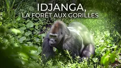 Casting Idjanga, la forêt aux gorilles