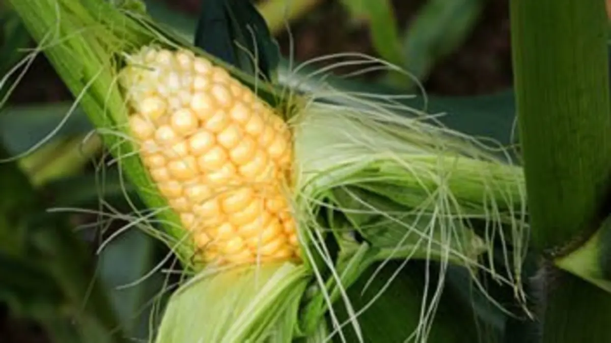 Audiences TV : Il était une fois l'Humanité