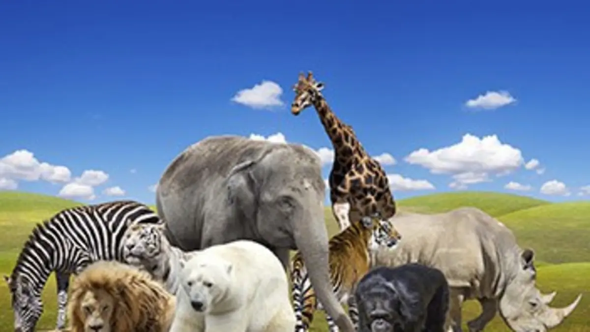 Casting Inventaire Crocodile de mer