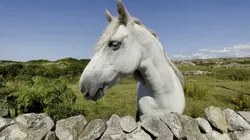 Irlande, une balade en terre celte