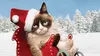 2014 • Joyeux Noël Grumpy Cat ! Chrystal