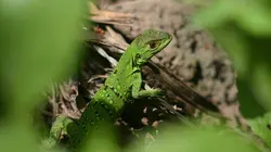 Jungle Planet E18 Les oliveraies