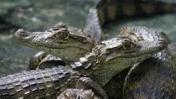 Jungle Planet E20 Les forêts tempérées