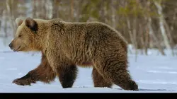 Jungle Planet E18 Les oliveraies