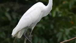 Jungle Planet E20 Les forêts tempérées