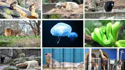 Jungle Planet E18 Les oliveraies