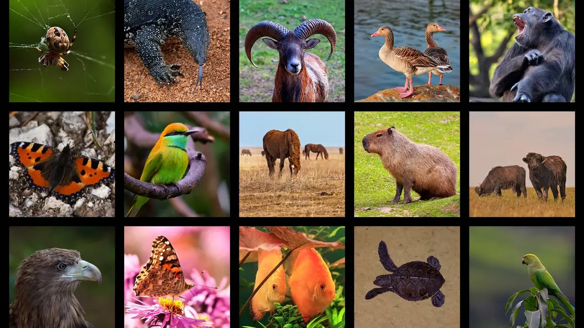 Jungle Planet E18 Les oliveraies