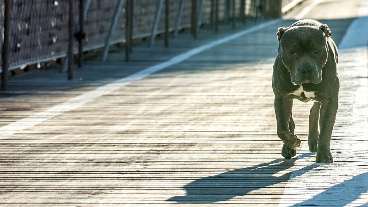 Keanu Reeves, messie pop